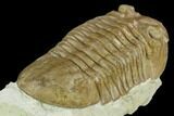 Large, Asaphus Plautini Trilobite - Russia #125503-5